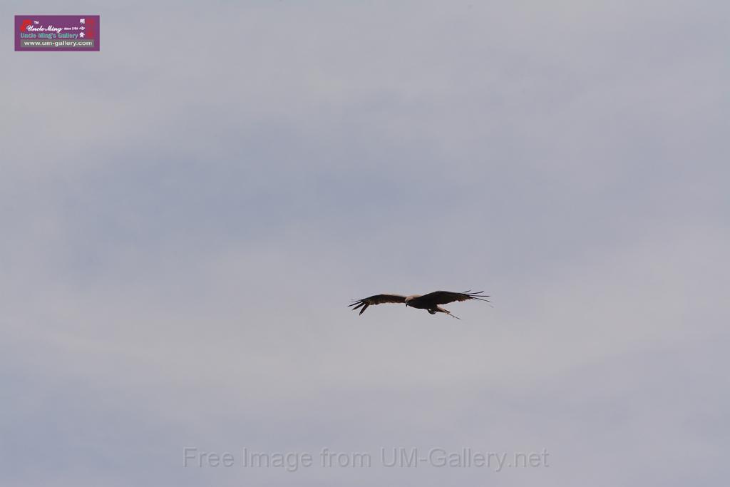 20150619taipo-egret_f39240704.jpg