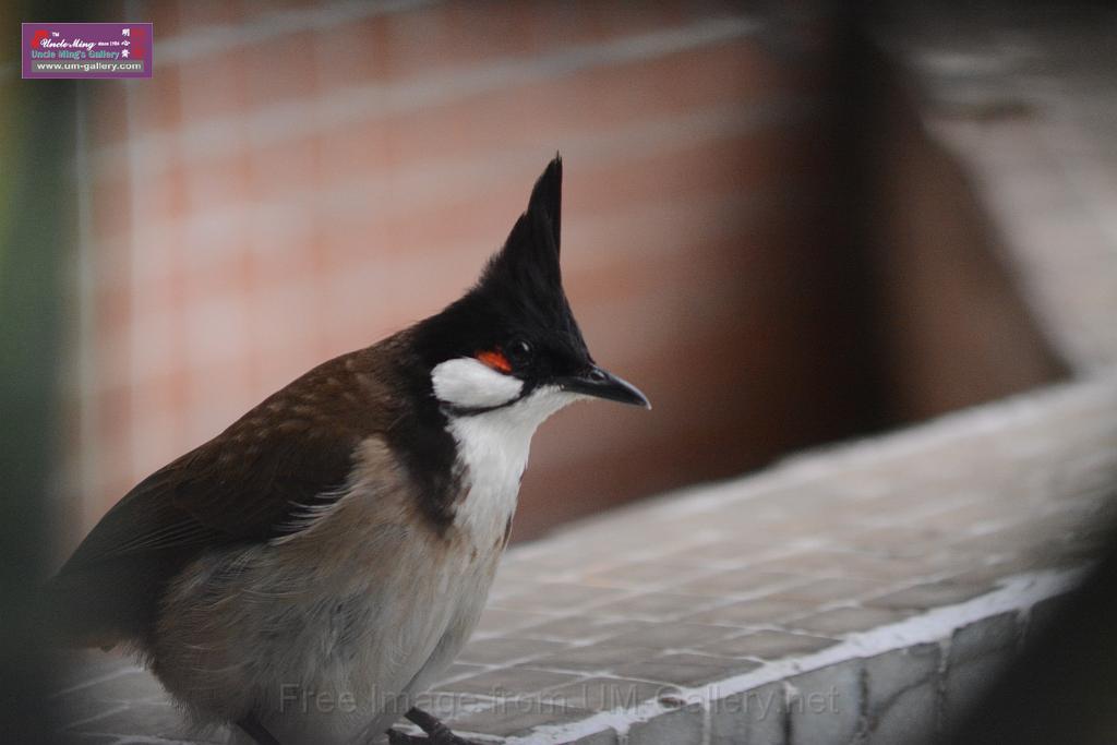 20150619taipo-egret_f40155136.jpg