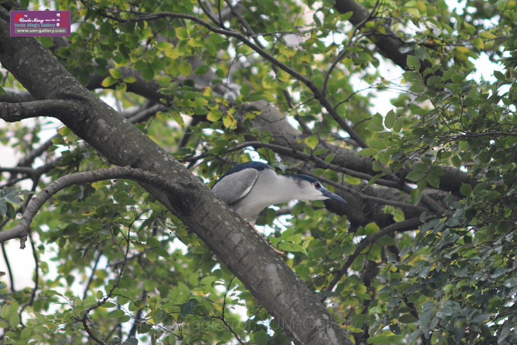 20150619taipo-egret_f40385024.jpg