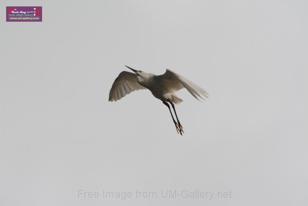 20150619taipo-egret_f40596160.jpg