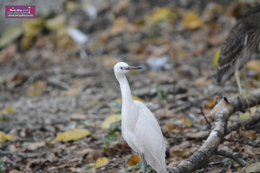 20150619taipo-egret_f40716736.jpg