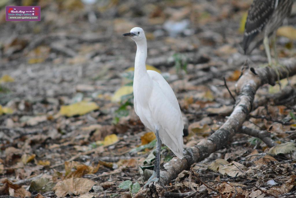 20150619taipo-egret_f40773248.jpg