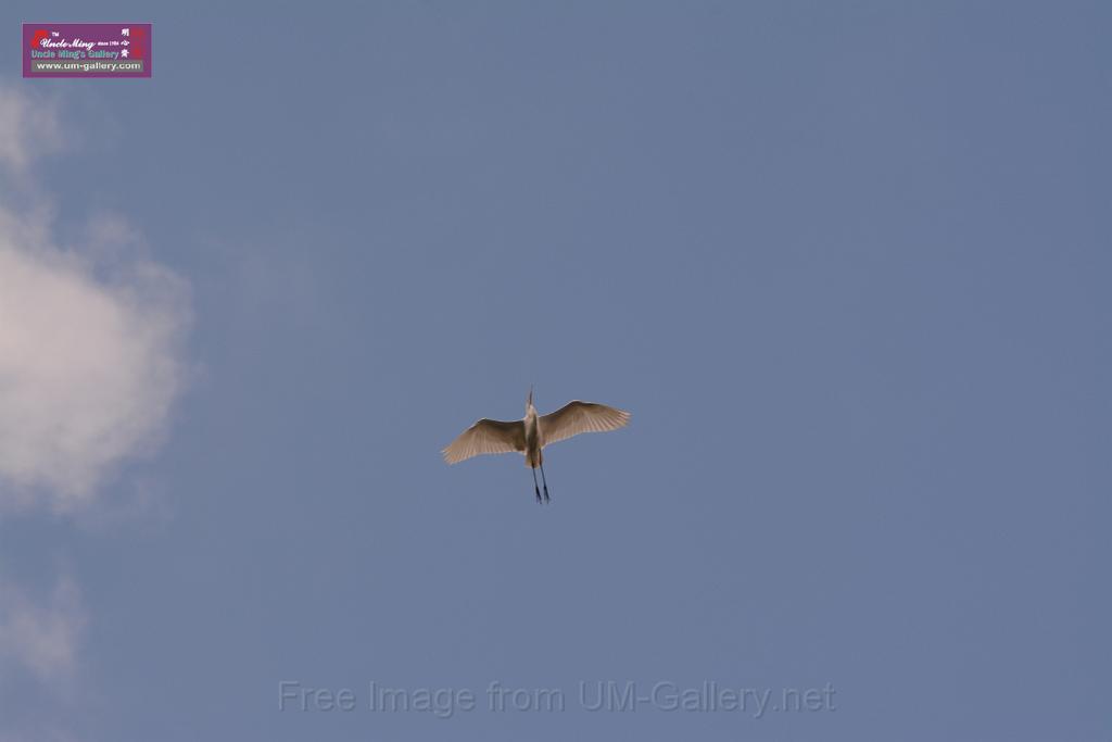 20150619taipo-egret_f40978112.jpg