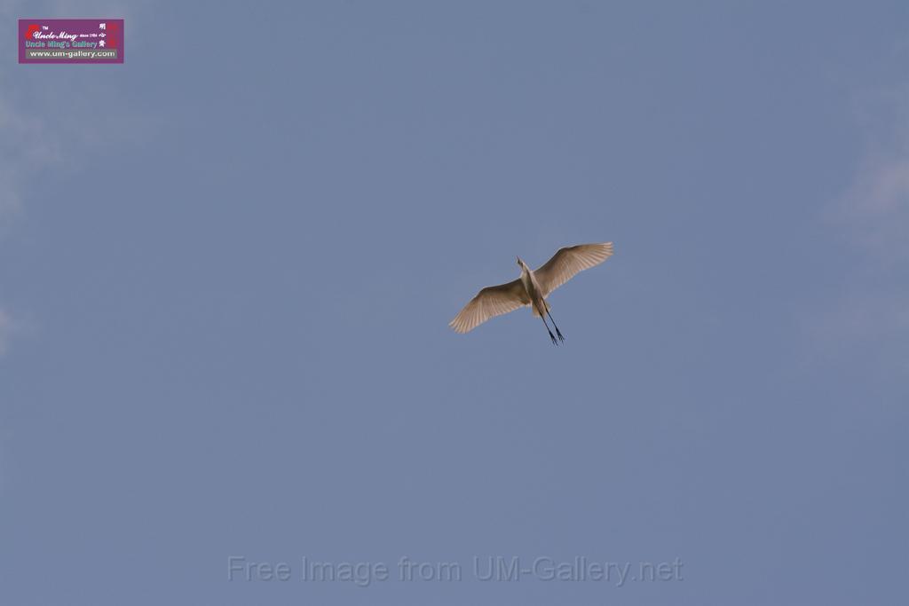 20150619taipo-egret_f40996032.jpg