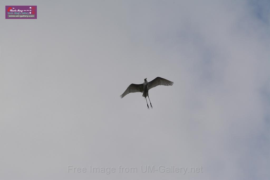 20150619taipo-egret_f41094208.jpg