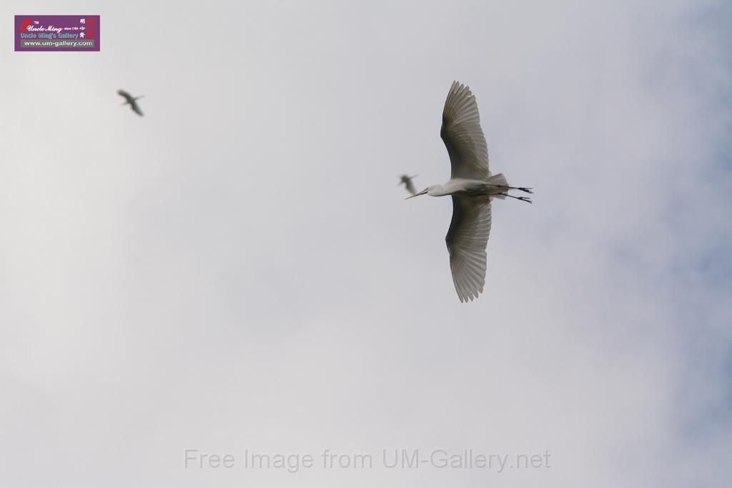 20150619taipo-egret_f41145472.jpg