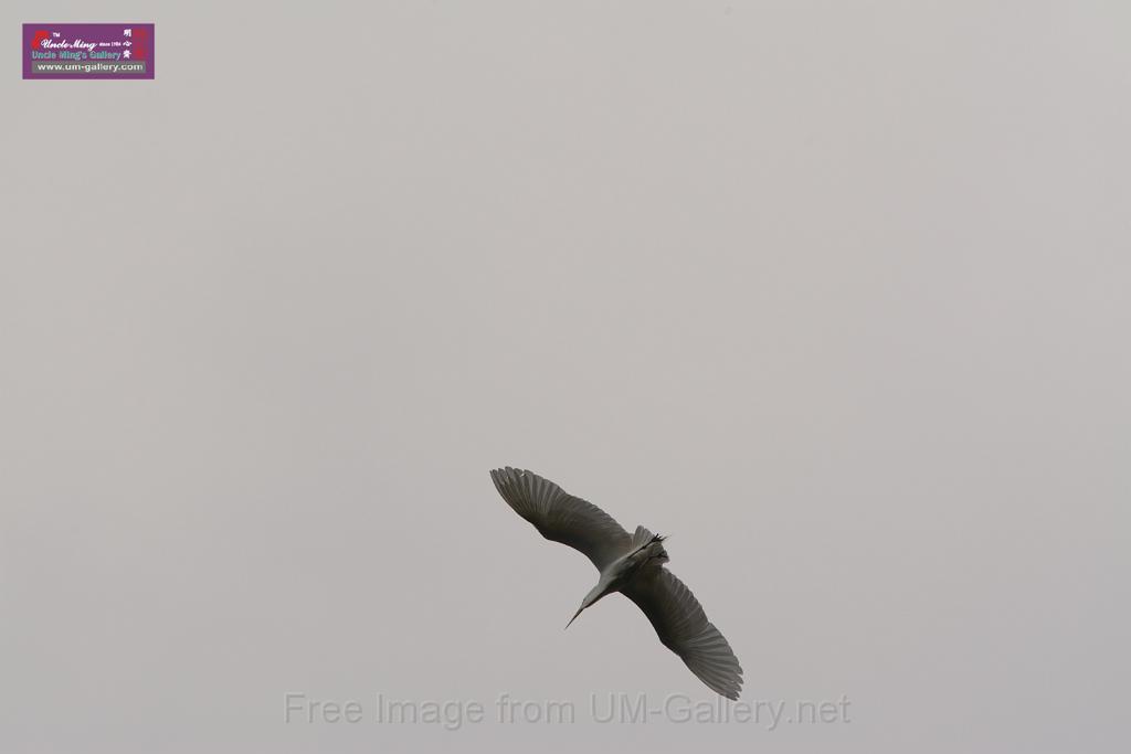 20150619taipo-egret_f41156800.jpg