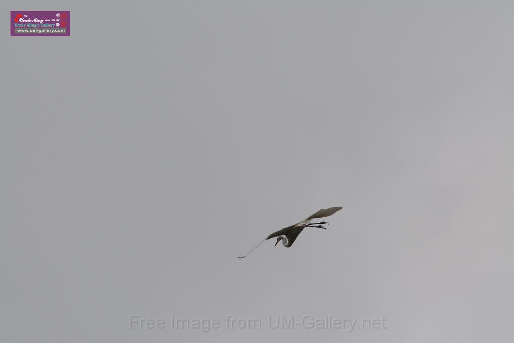 20150619taipo-egret_f41241088.jpg