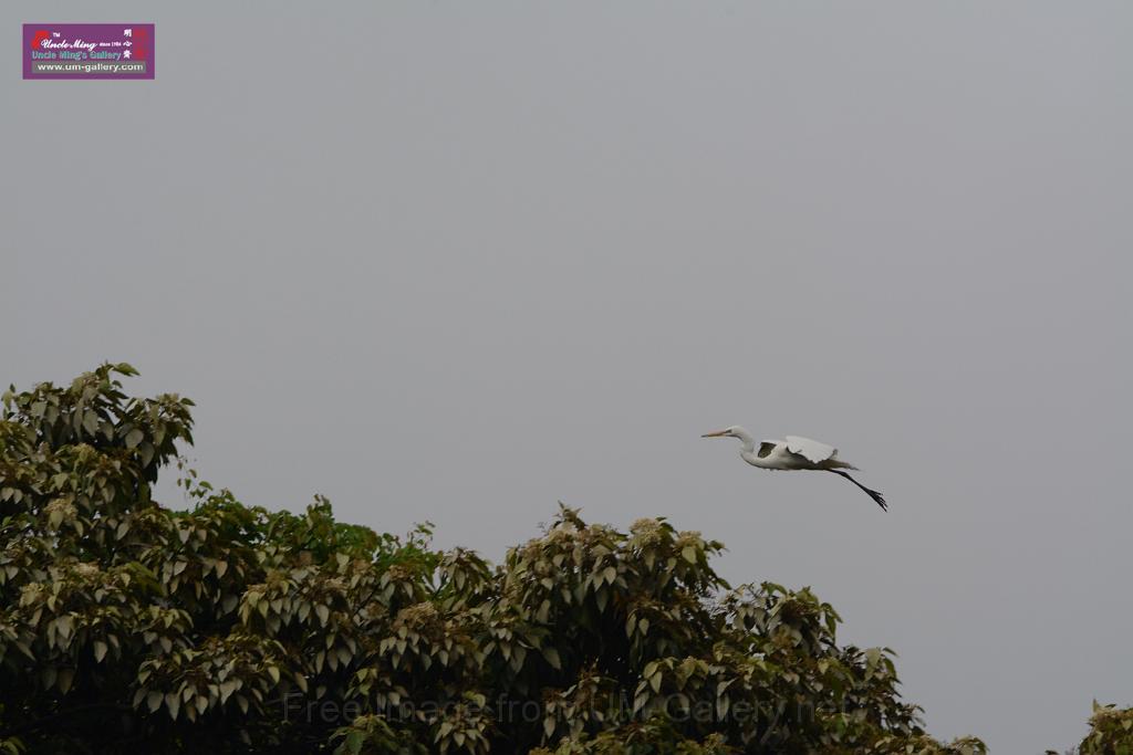 20150619taipo-egret_f41266880.jpg