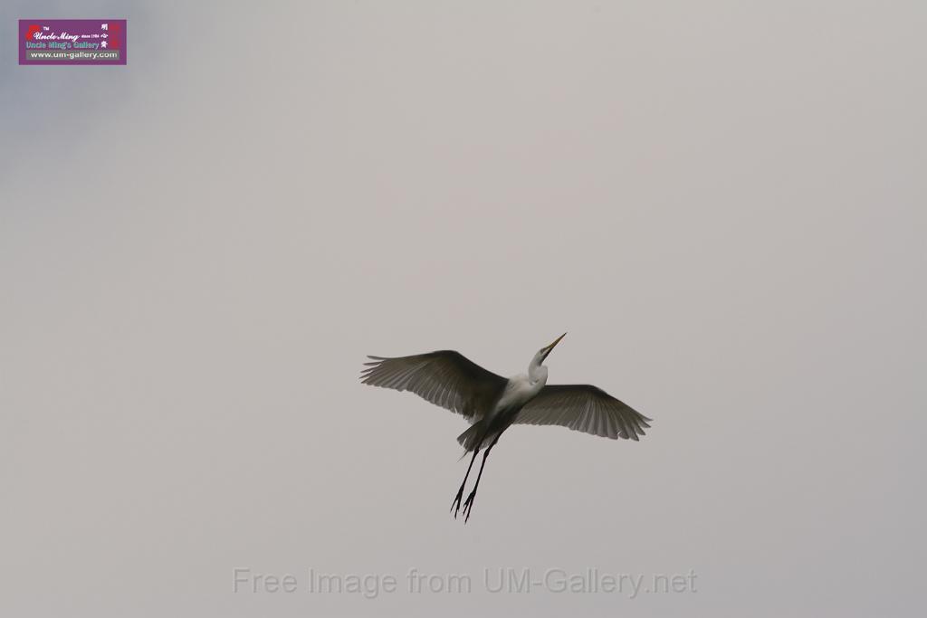 20150619taipo-egret_f41326272.jpg