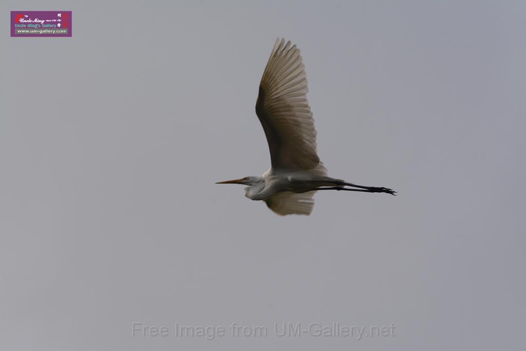 20150619taipo-egret_f41412864.jpg