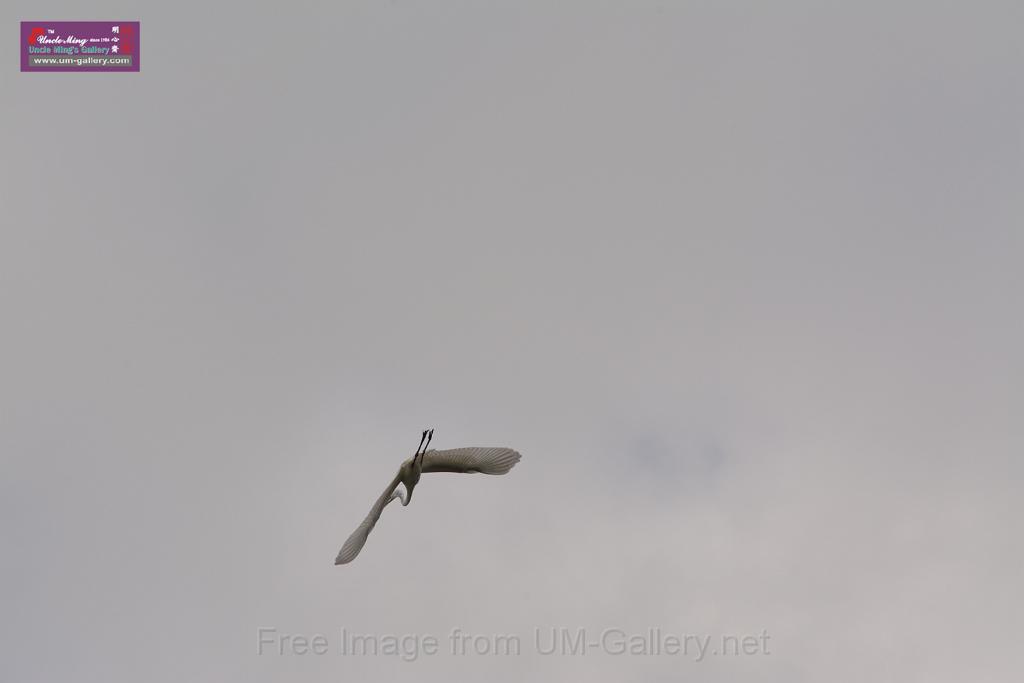 20150619taipo-egret_f41440448.jpg