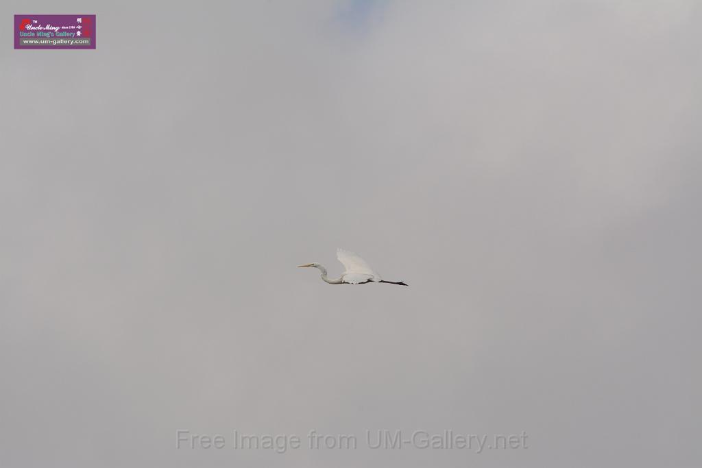 20150619taipo-egret_f41452992.jpg