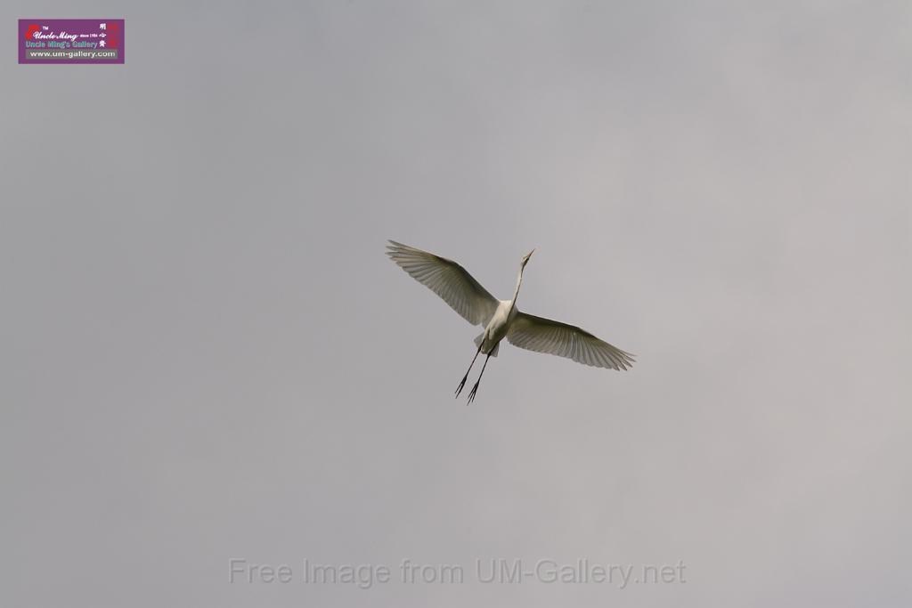 20150619taipo-egret_f41503232.jpg