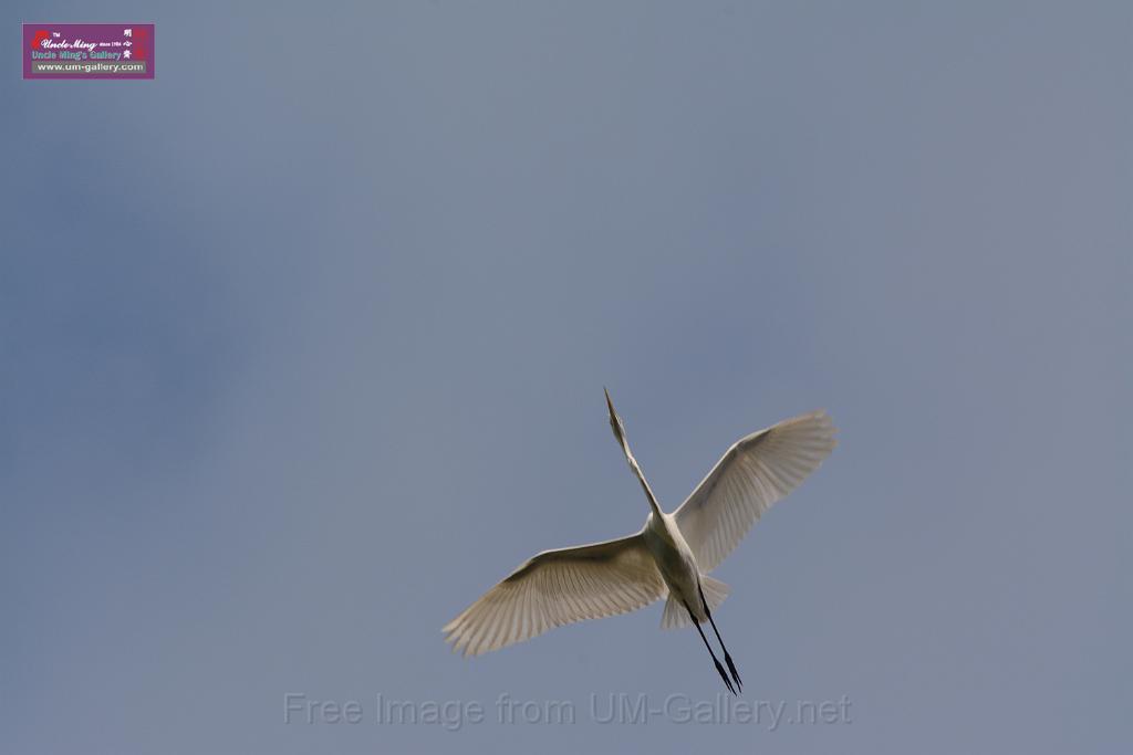 20150619taipo-egret_f41549888.jpg