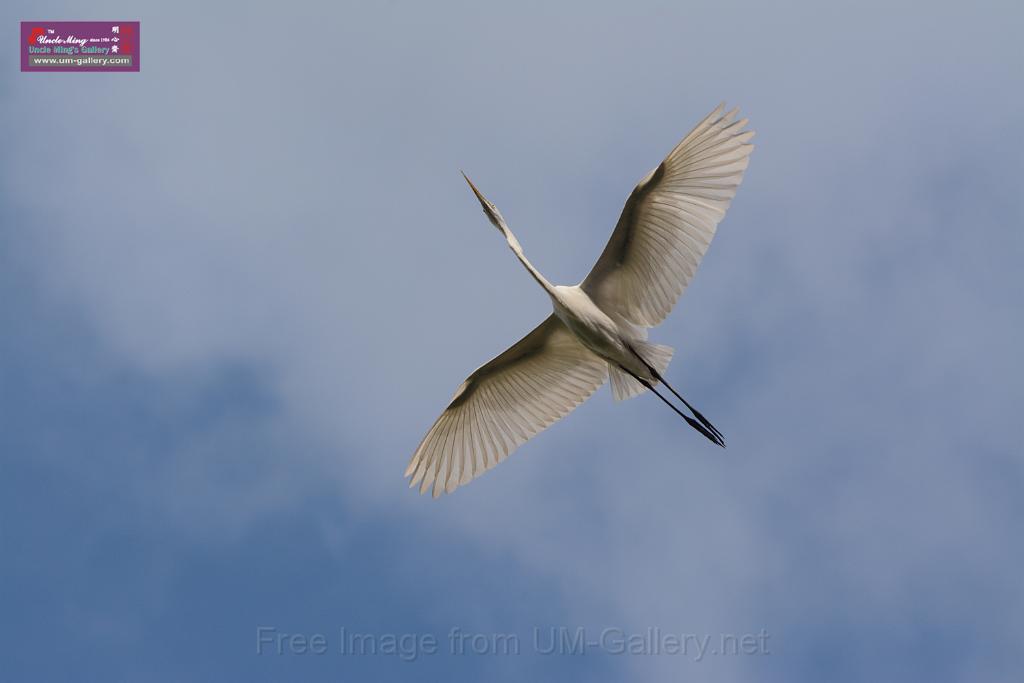 20150619taipo-egret_f41566976.jpg