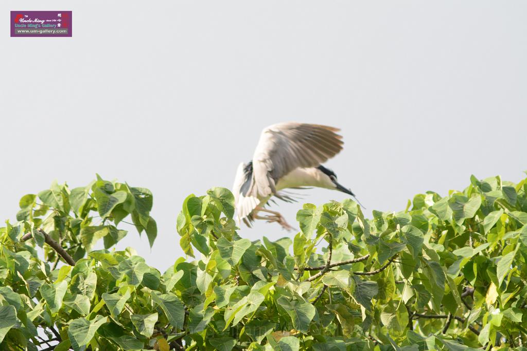 20150619taipo-egret_f42095552.jpg