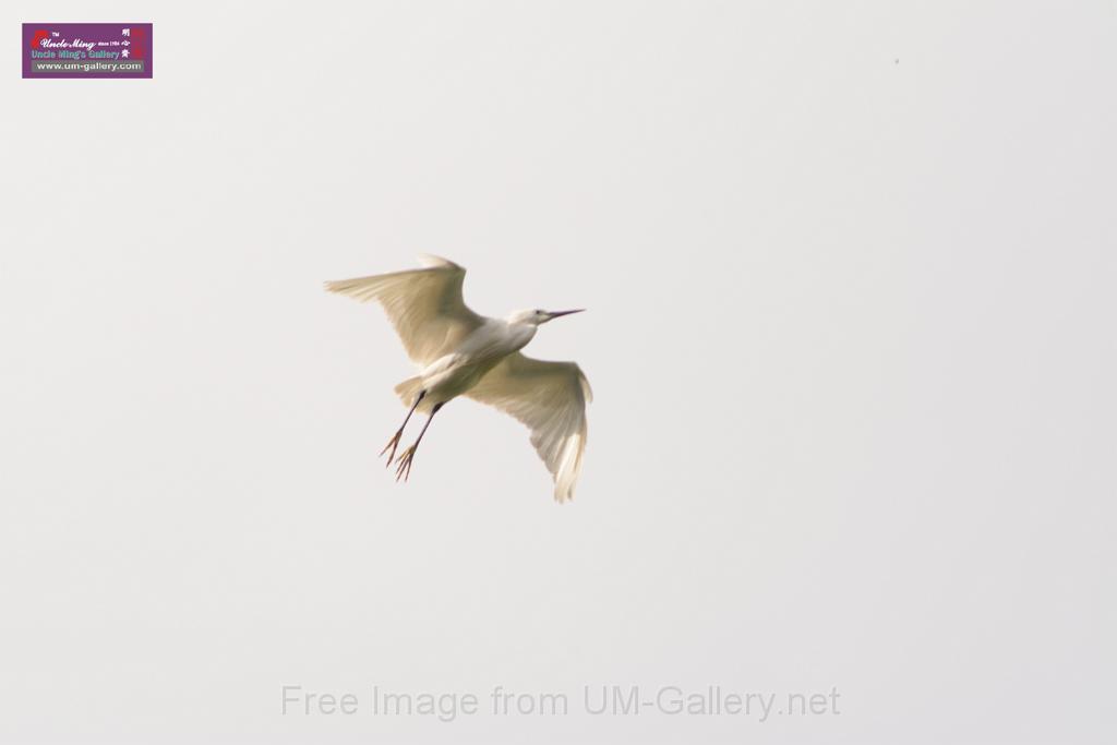 20150619taipo-egret_f42127232.jpg