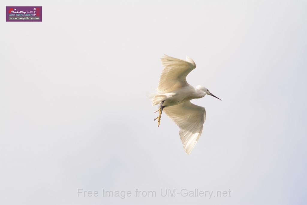 20150619taipo-egret_f42136384.jpg