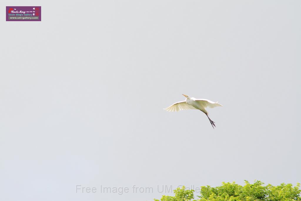 20150619taipo-egret_f42339456.jpg