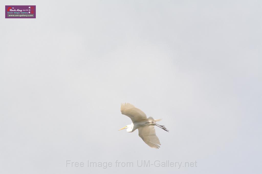 20150619taipo-egret_f42533568.jpg