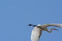 20150619taipo-egret_f37568704