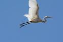 20150619taipo-egret_f37589056