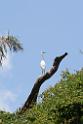 20150619taipo-egret_f38225152