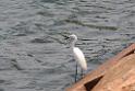 20150619taipo-egret_f39351936