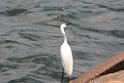 20150619taipo-egret_f39434112