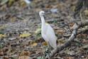 20150619taipo-egret_f40744576