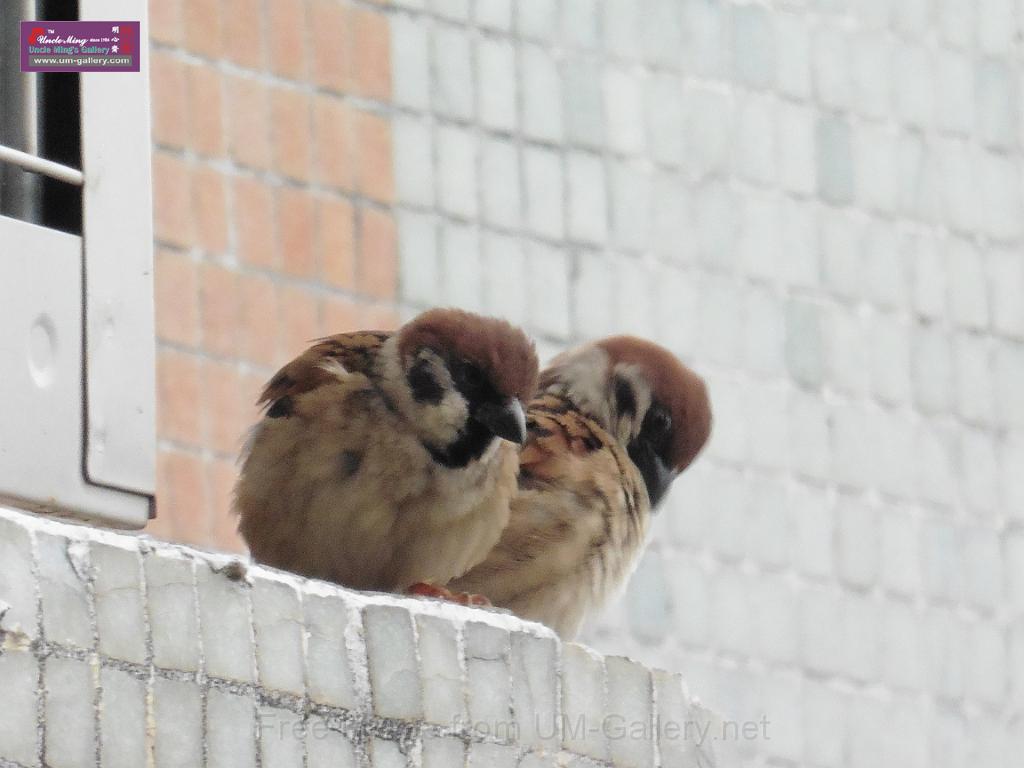 20150329sm-bird-P1000857.JPG