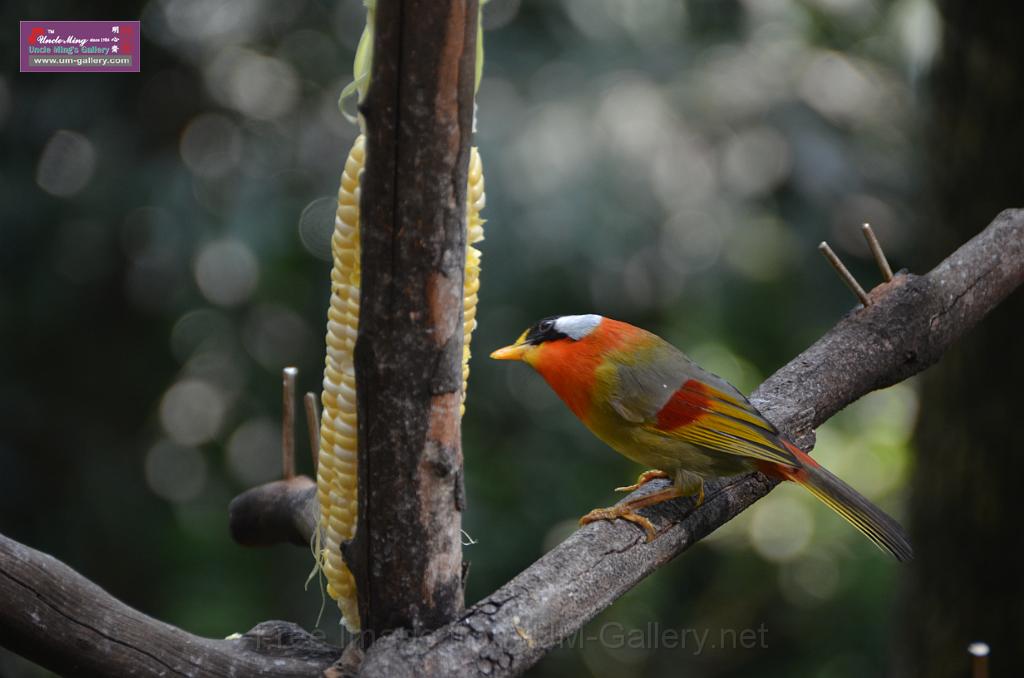 20150426jw-hk-park_DSC_0569.JPG