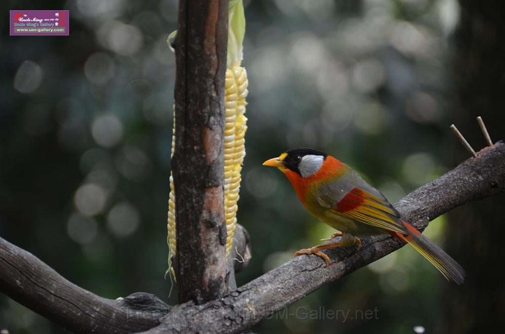 20150426jw-hk-park_DSC_0570.JPG