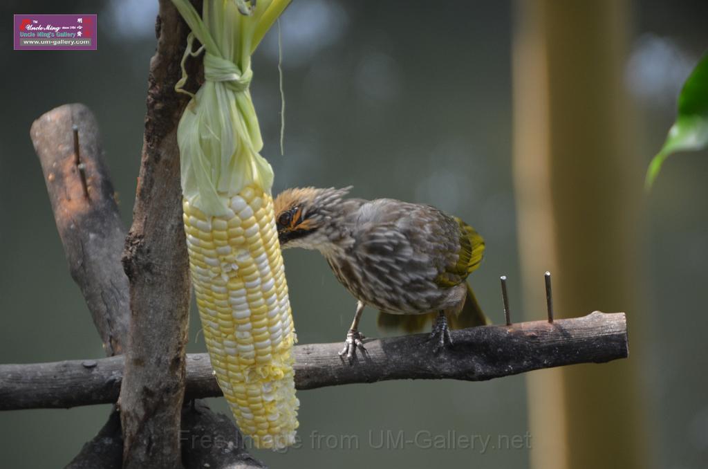 20150426jw-hk-park_DSC_0761.JPG