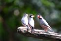 20160926birds-DSC_6606r