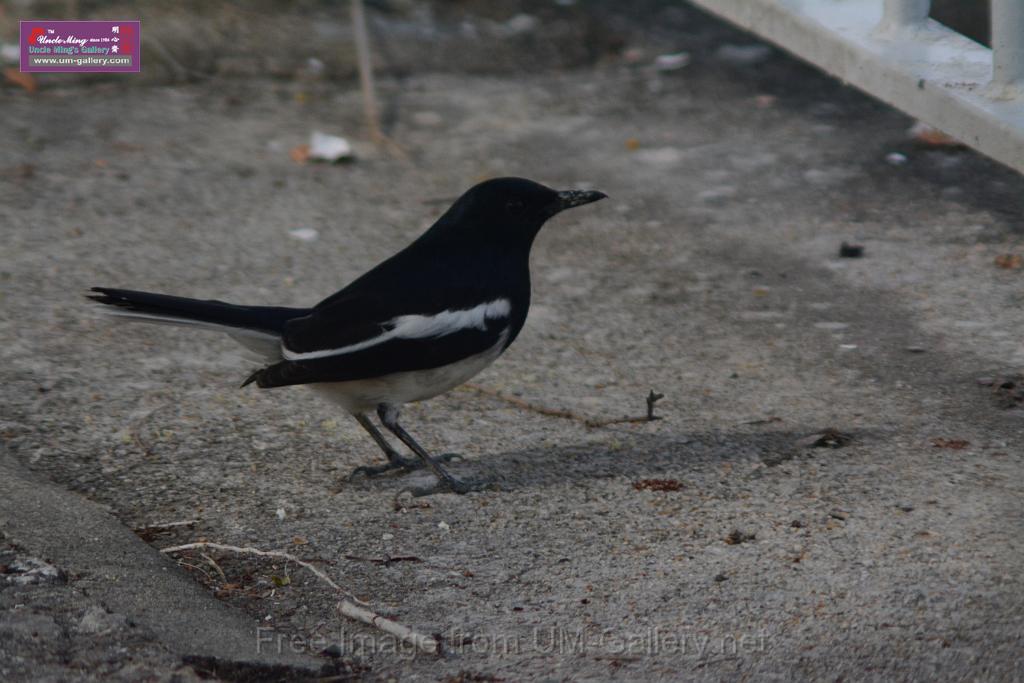 20170204sm-yuenlong-birds_DSC_8335.JPG