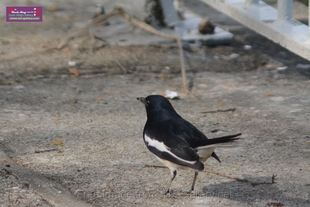 20170204sm-yuenlong-birds_DSC_8341.JPG