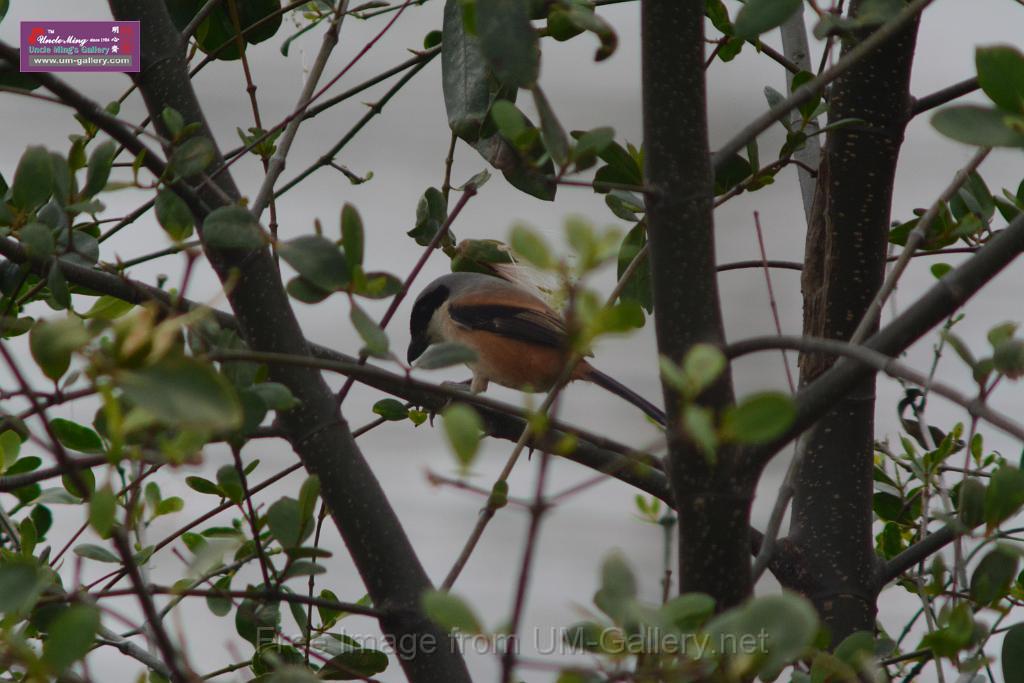 20170204sm-yuenlong-birds_DSC_8387.JPG