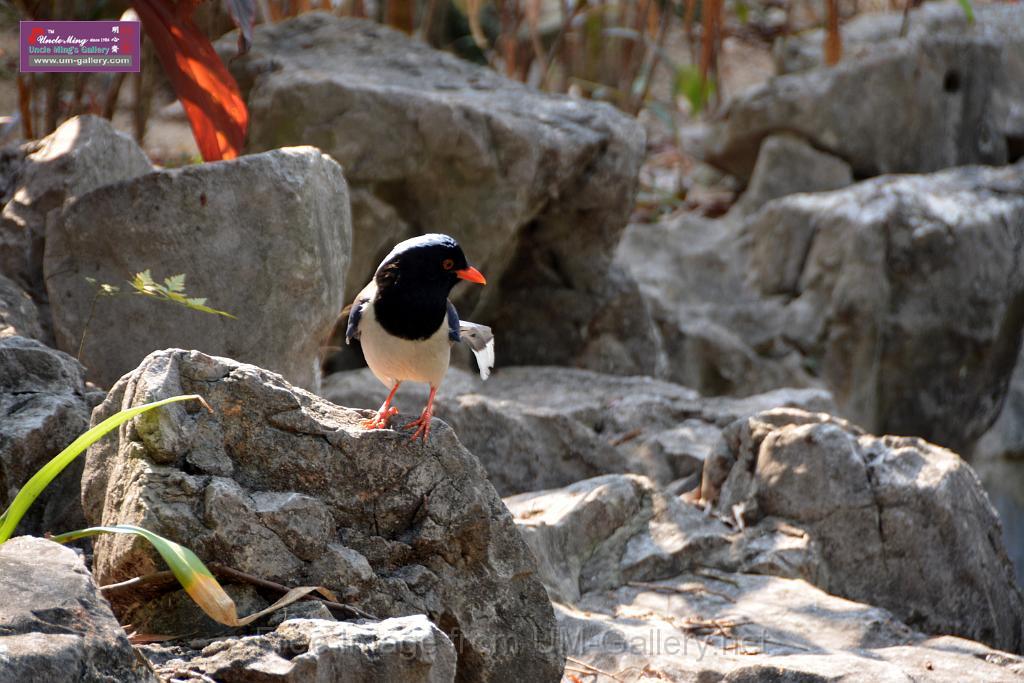 20170212sm-bln-city-park-bird_DSC_8595.JPG