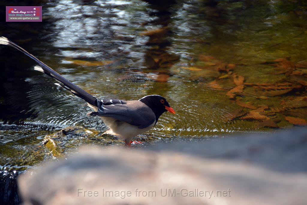 20170212sm-bln-city-park-bird_DSC_8597.JPG