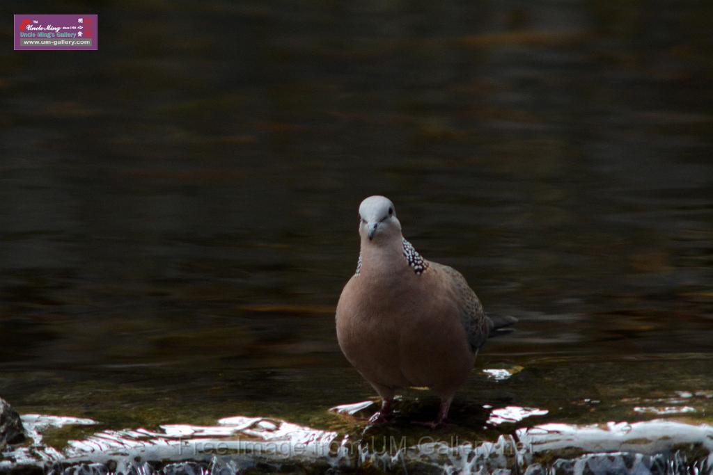 20170212sm-bln-city-park-bird_DSC_8644.JPG