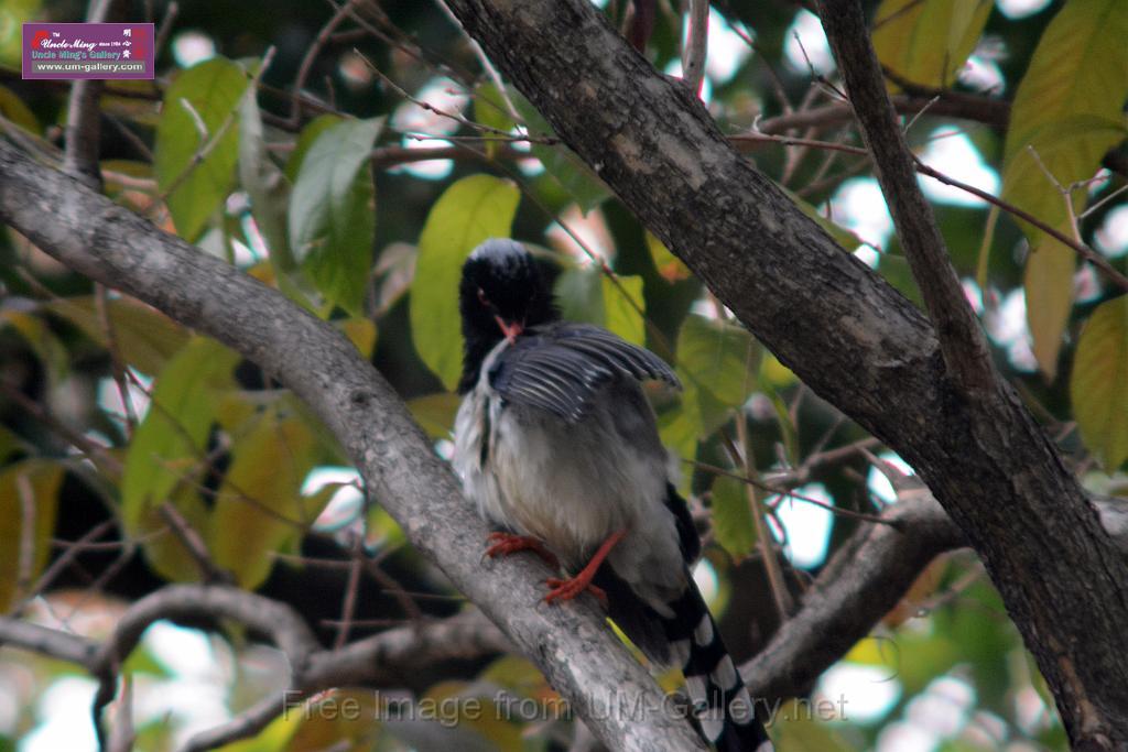 20170212sm-bln-city-park-bird_DSC_8647.JPG