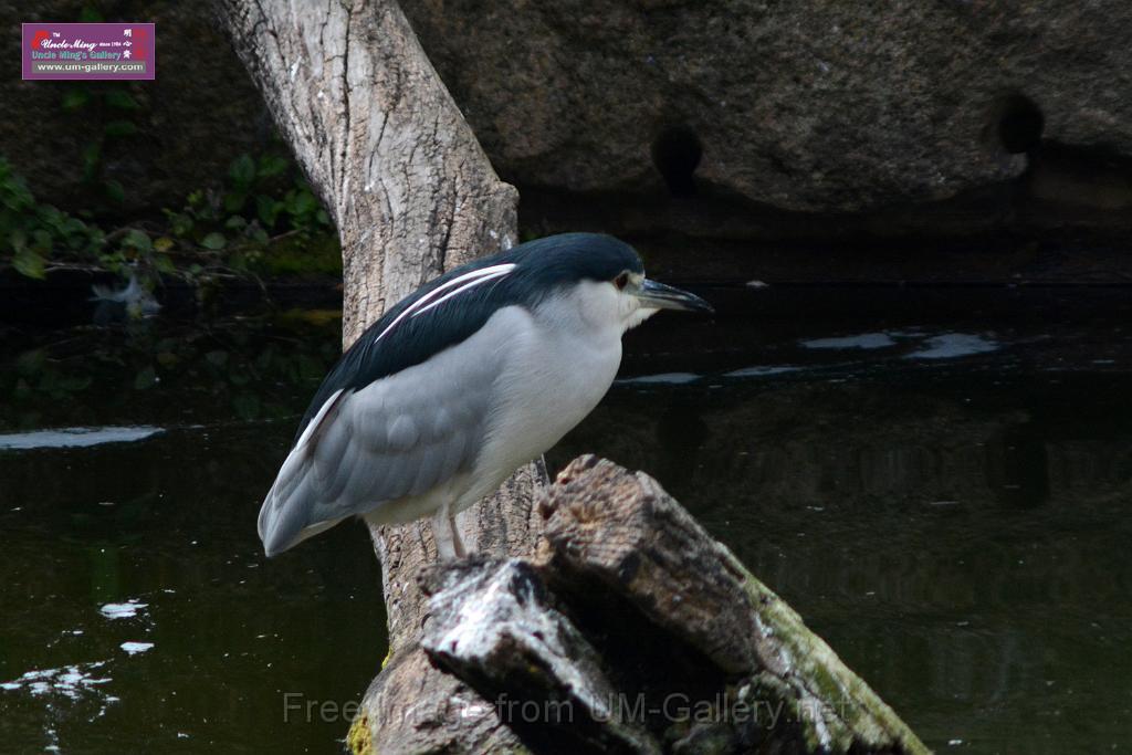 20170212sm-kln-park-bird_DSC_8778.JPG