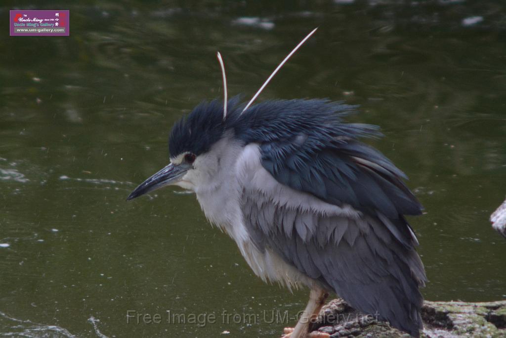 20170212sm-kln-park-bird_DSC_8813.JPG