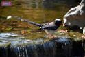 20170212sm-bln-city-park-bird_DSC_8602