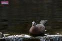 20170212sm-bln-city-park-bird_DSC_8645