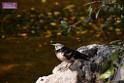 20170212sm-bln-city-park-bird_DSC_8769