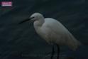 20171029bird02_DSC_0236