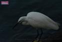 20171029bird02_DSC_0242